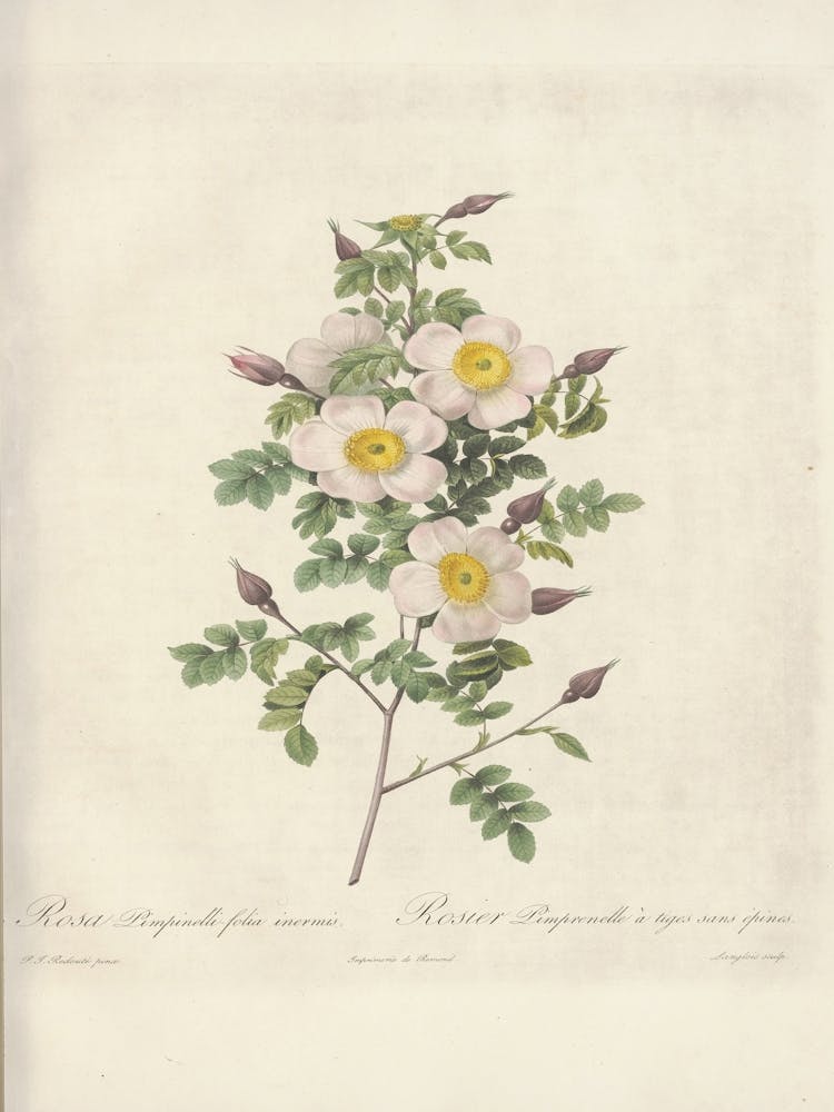 Rose Illustration, Pierre Joseph Redoute (28)