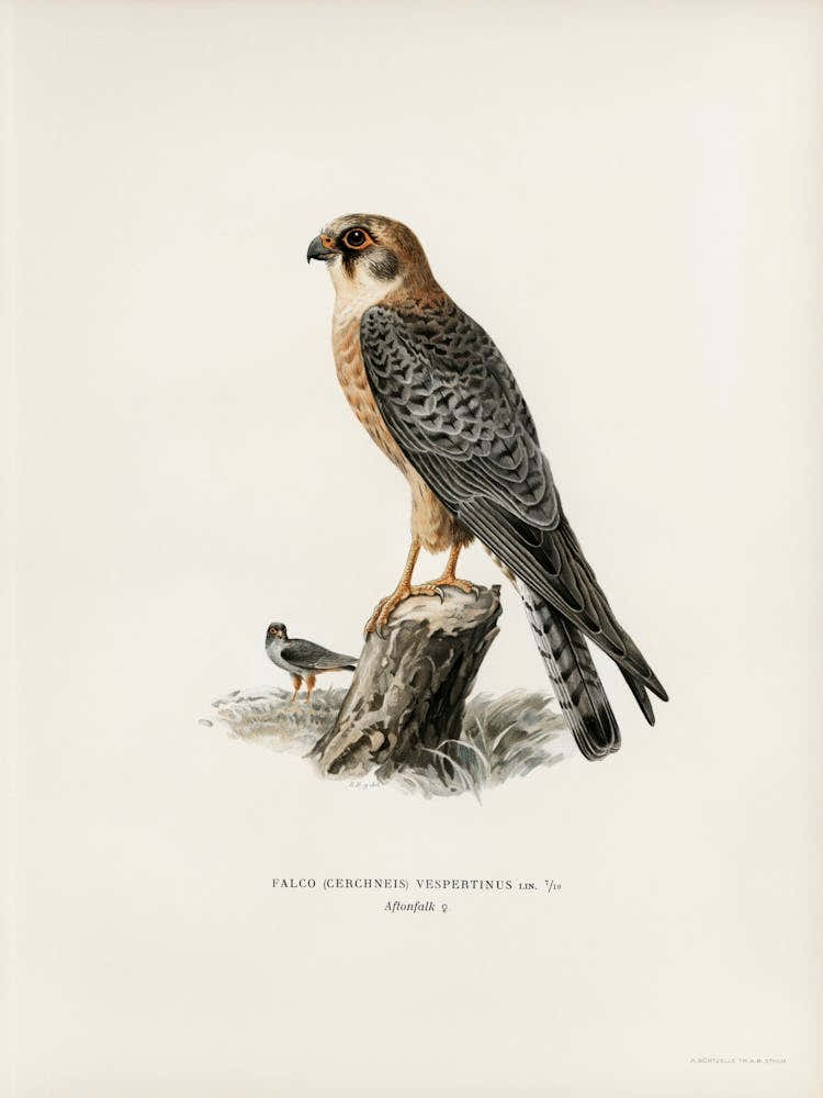 Red Footed Falcon Female (Falco Vespertinus), The Von Wright Brothers