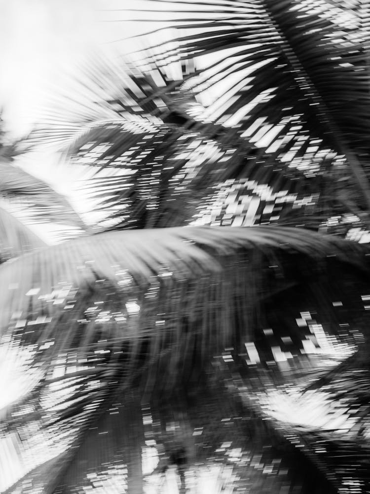 Moving Palms Dominican Republic Travel Photography