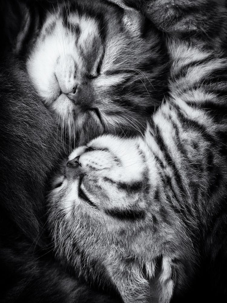 Yin And Yang
