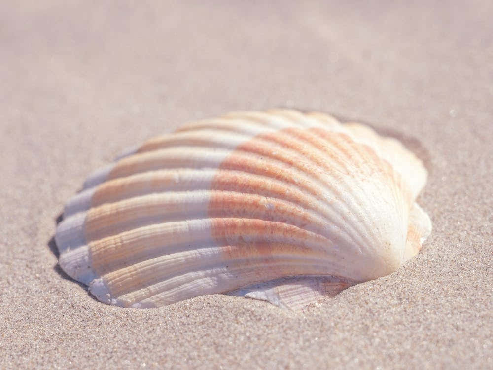 Neutral tones seashell in beige and orange - coastal nature and travel photography by Christa Stroo Photography