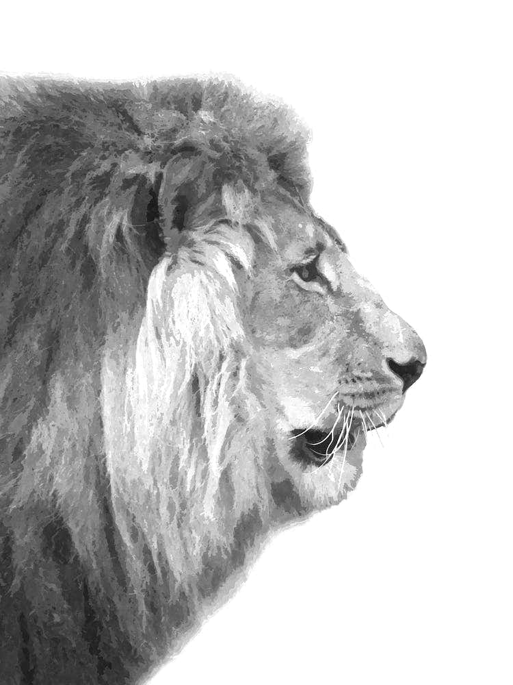 Black and White Lion Profile