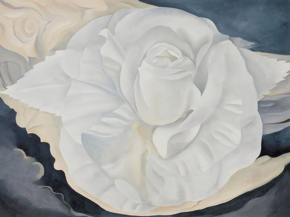 Georgia O'Keeffe - White Calico Rose, 1930
