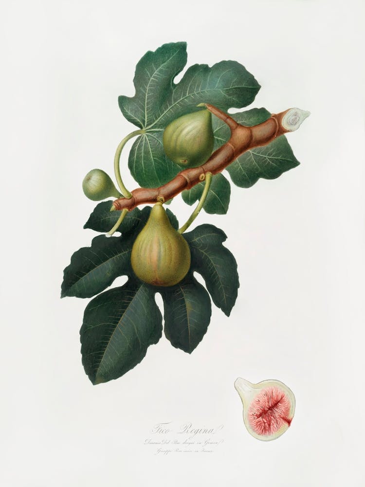 Fig (Ficus Carica Sativa) From Pomona Italiana (1817 - 1839), Giorgio Gallesio 2