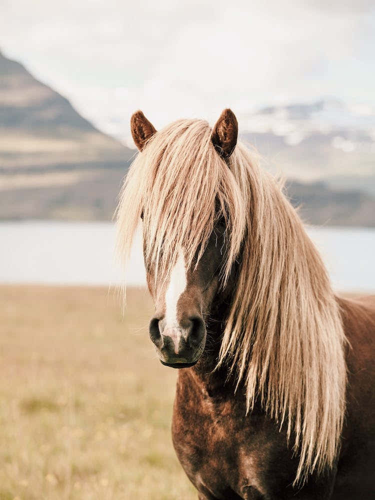 Icelandic Pony