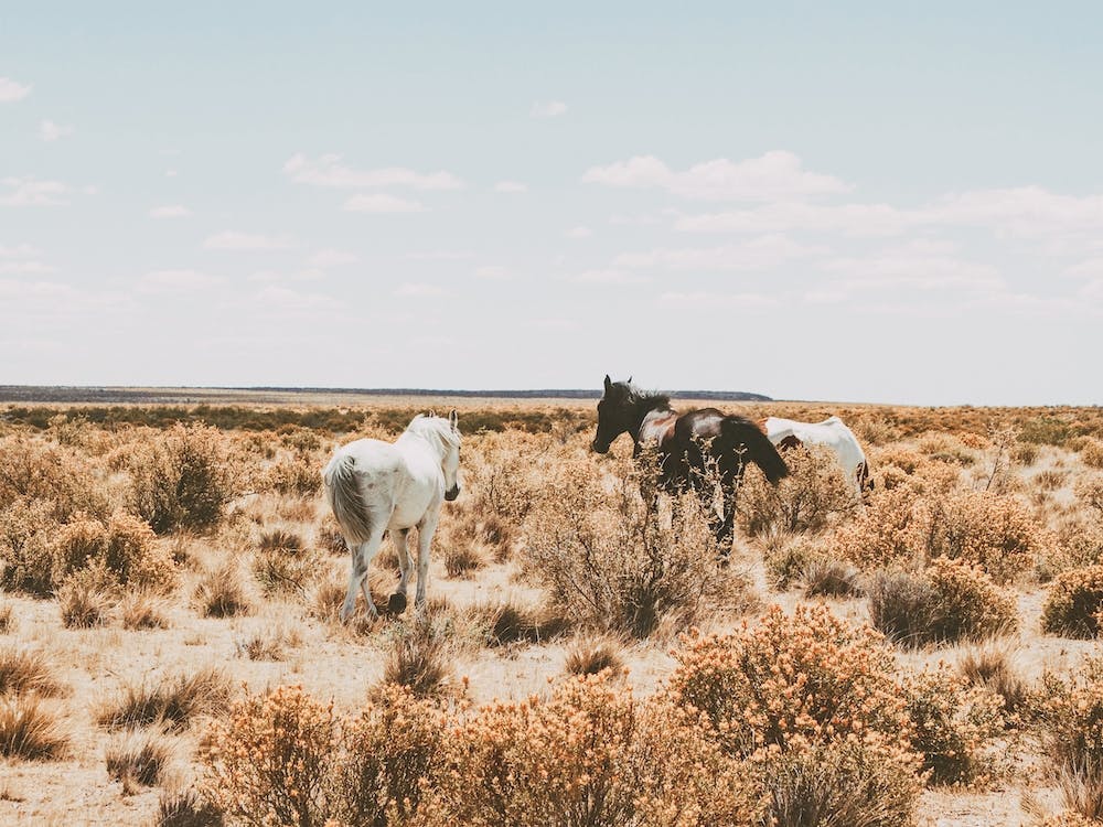 Wild Horses In Desert