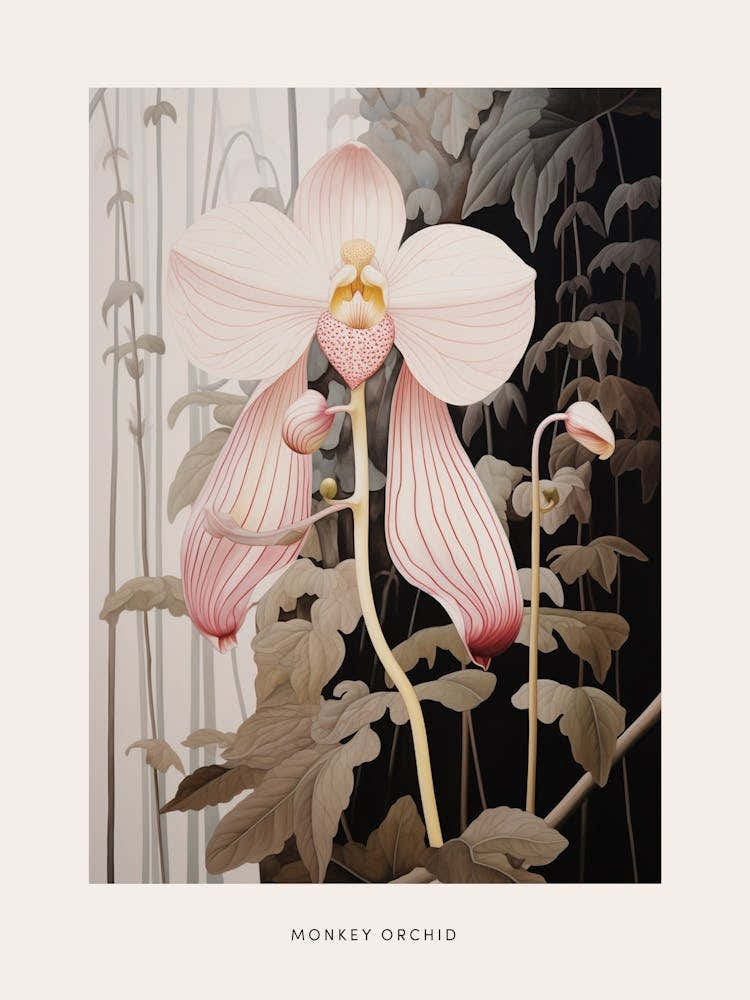 Flower Illustration Monkey Orchid 3 Poster