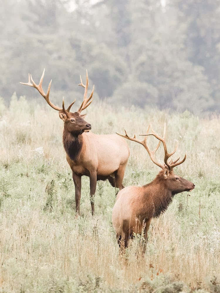 Bachelor Elks