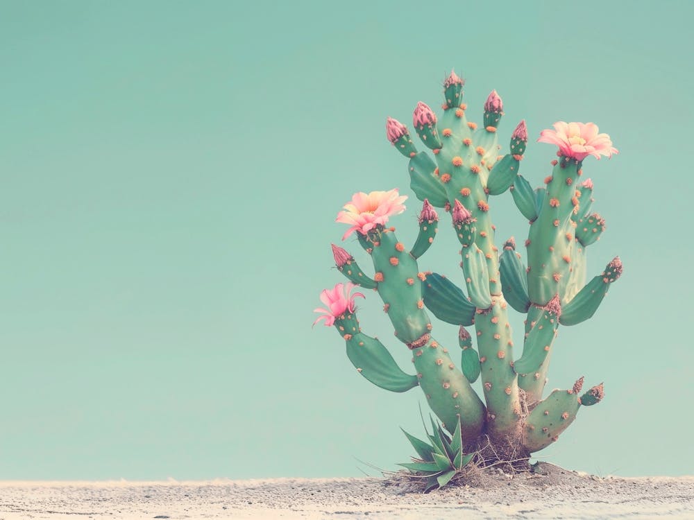 California Dreaming - Cactus Flowers II
