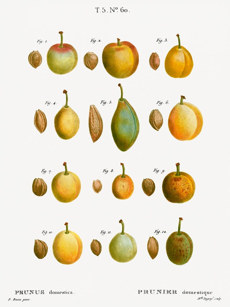 Common Plums, Pierre Joseph Redoute 2