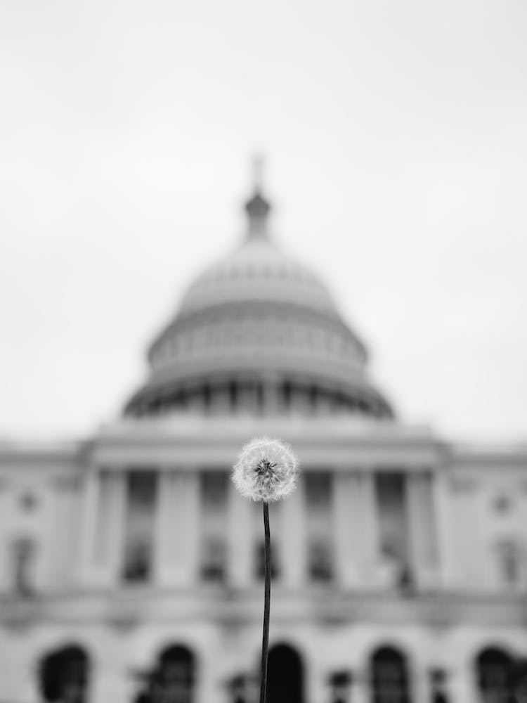 American Wishes