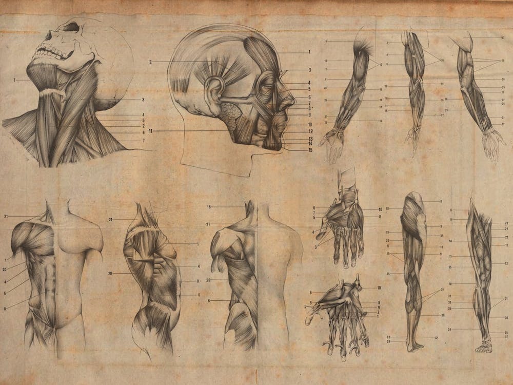 Vintage Anatomy General