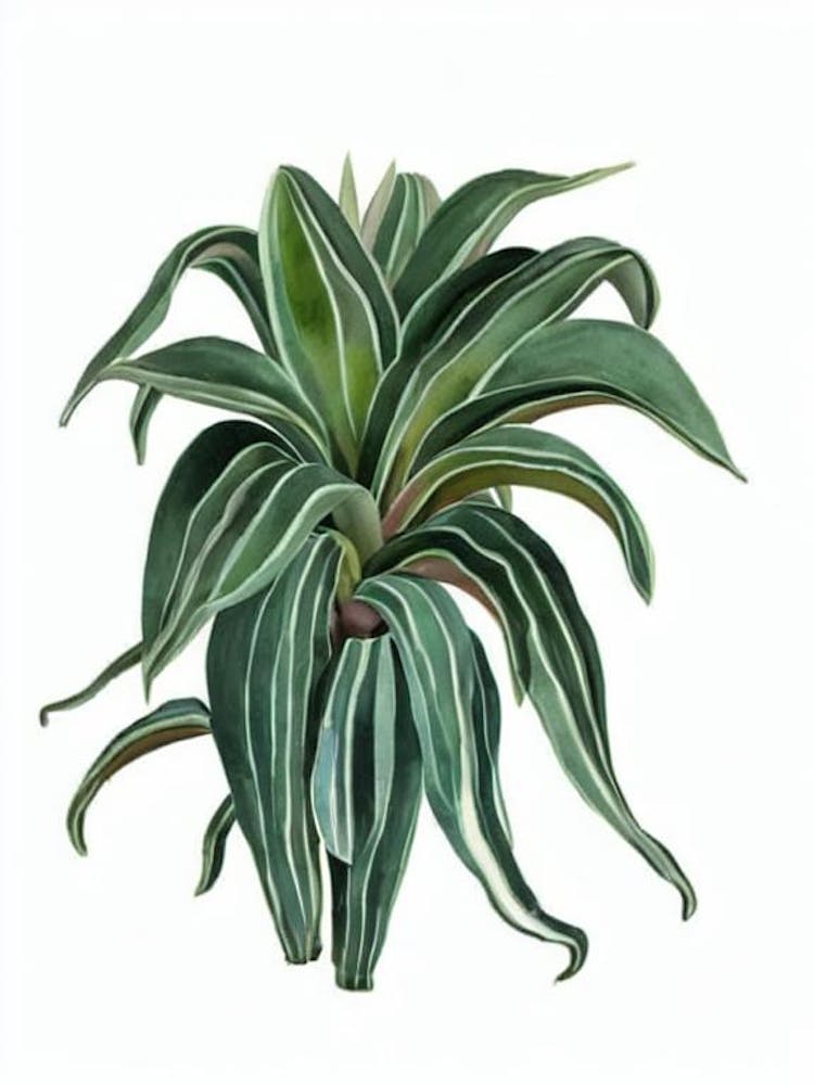 Gasteria (Gasteria Sp