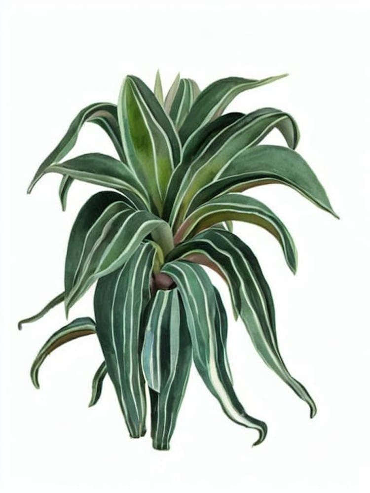 Gasteria (Gasteria Sp