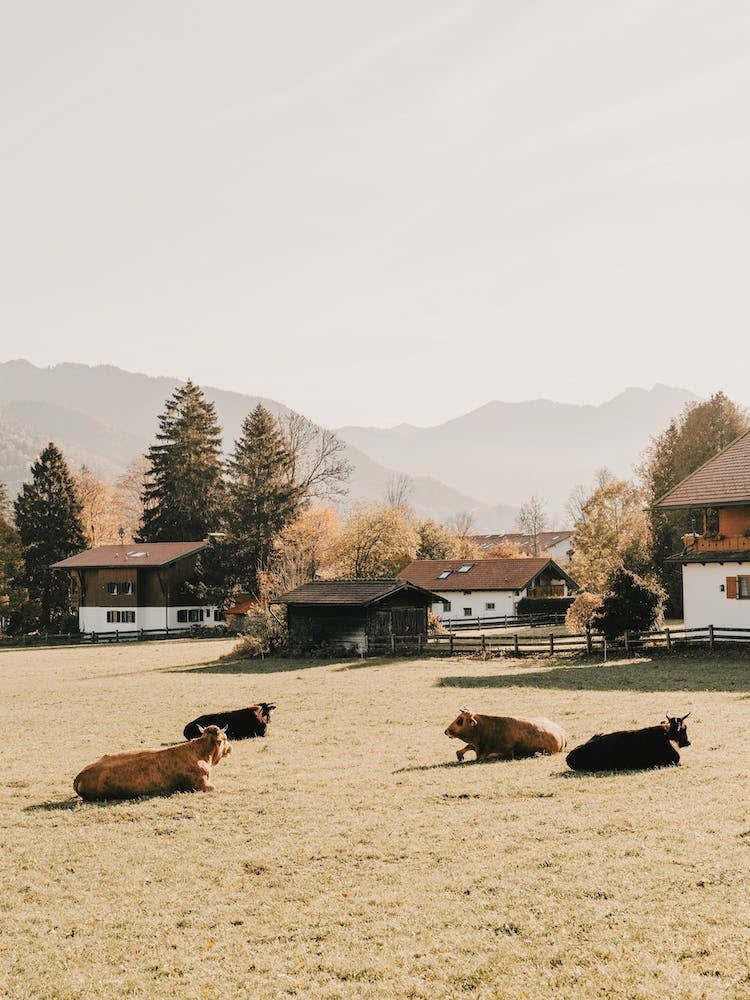 European Farm Scenery