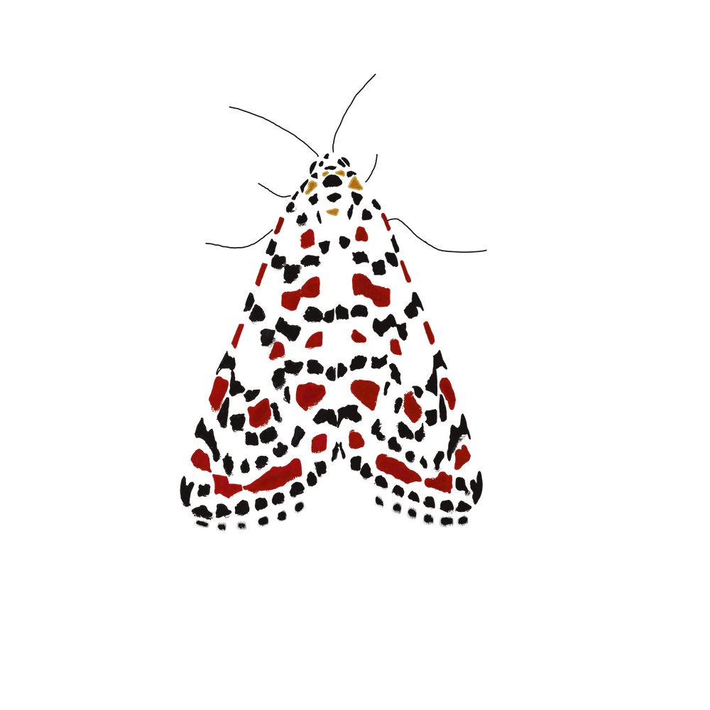 Moth