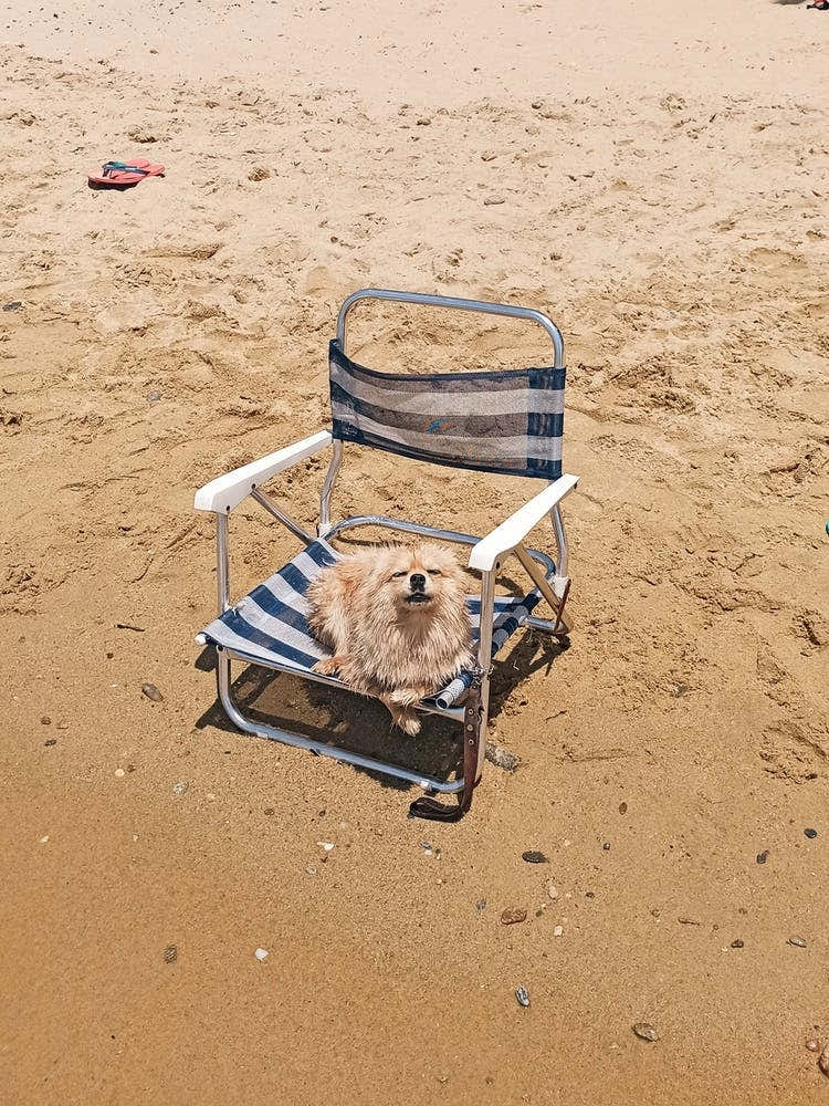 Dog at the Beach chilling