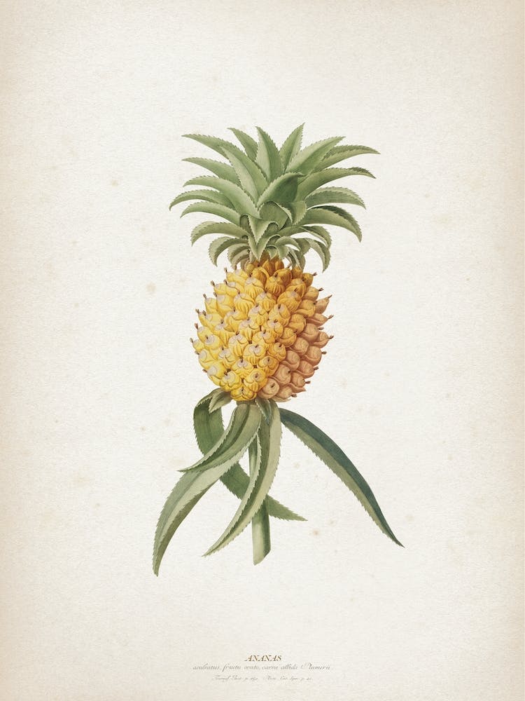 Vintage Ehret 1 Ananas Aculeatus