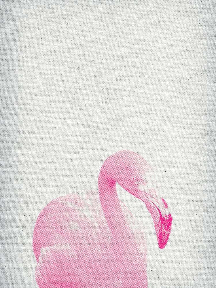 Froilein Flamingo III