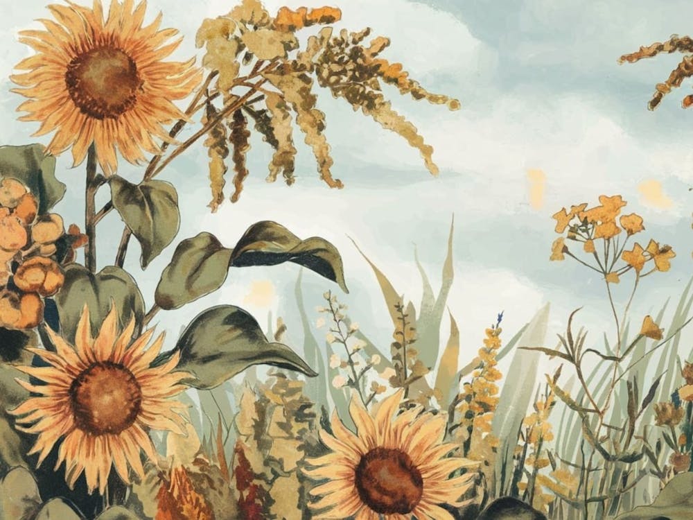 Sunflower Field Landscape - Summer