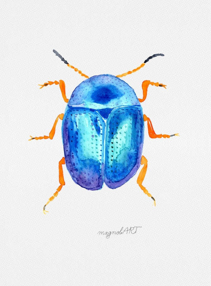 Colaphus sophiae, a leaf beetle, watercolor artwork