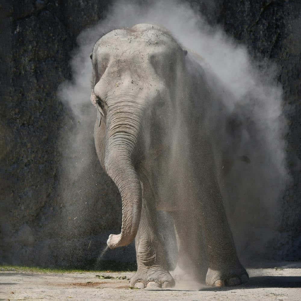 Elephant
