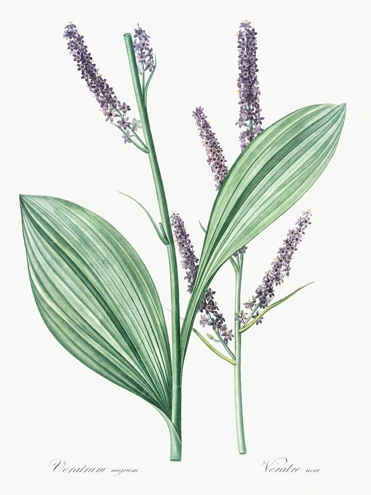 Black False Hellebore, Pierre Joseph Redoute