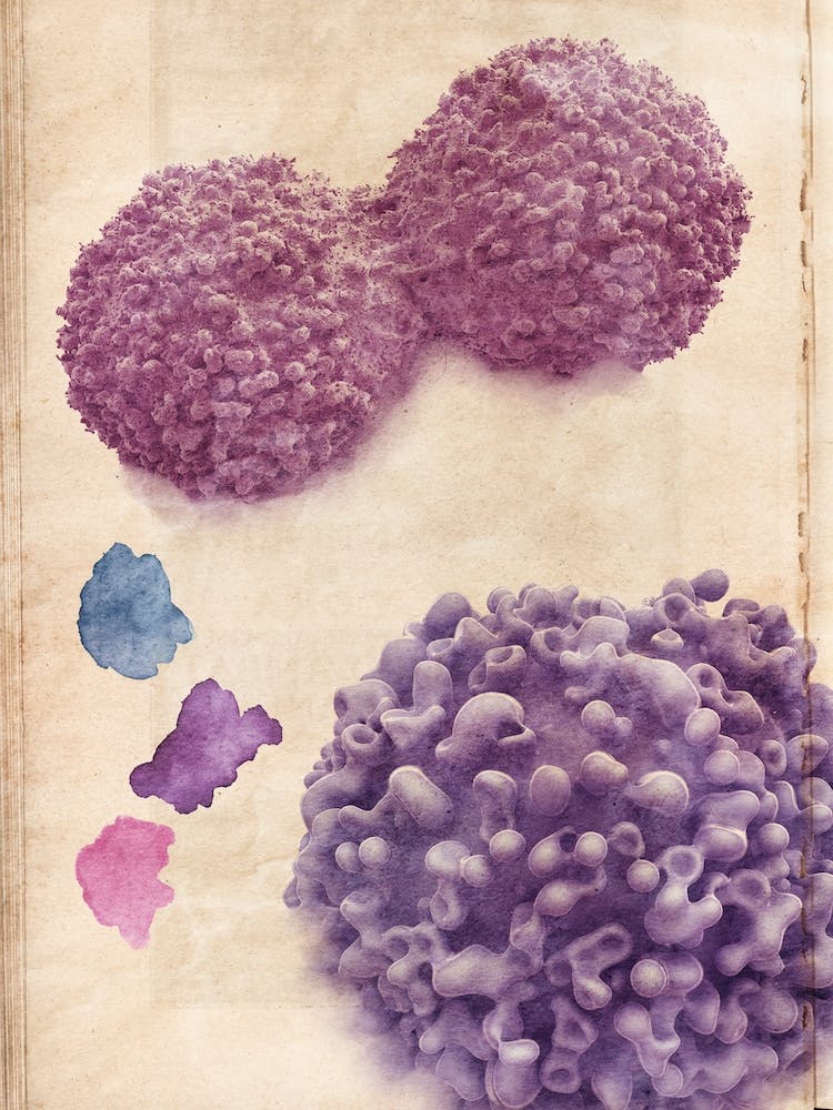 Vintage Anatomy Watercolour