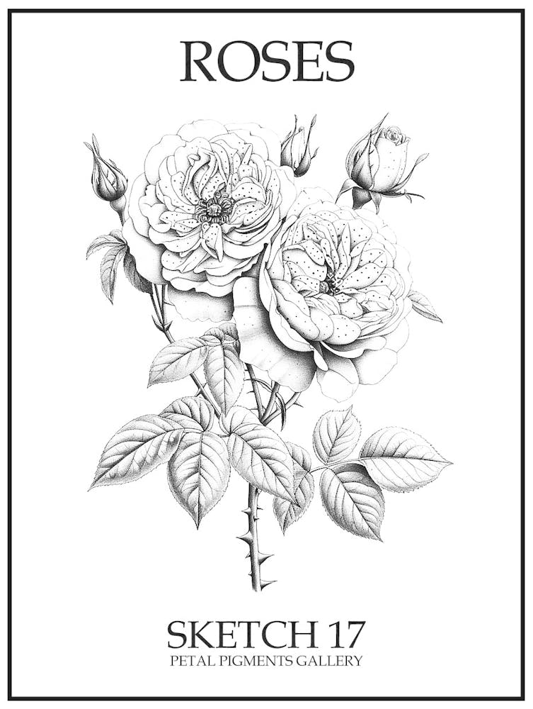 Roses Sketch 17 Poster