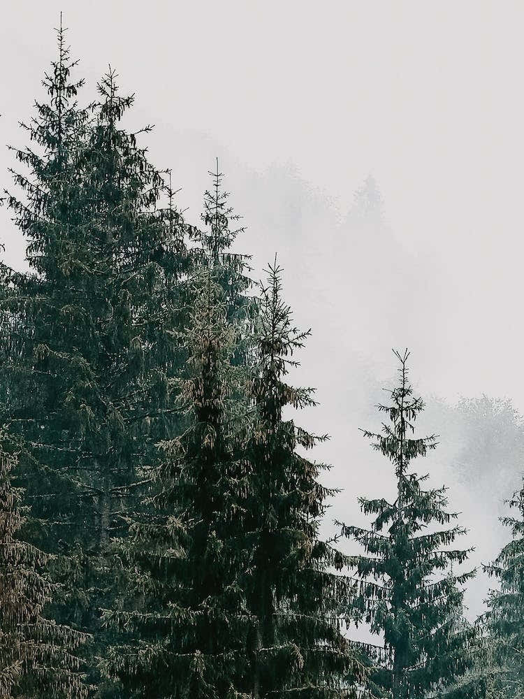 Pine Tree Forest