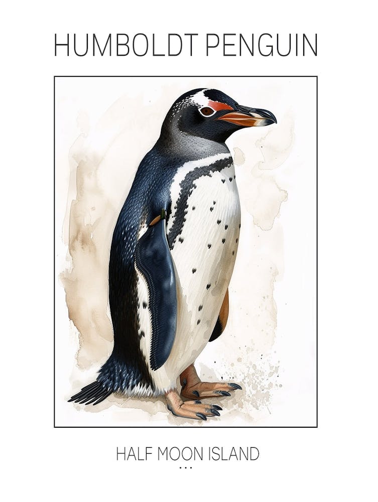 Humboldt Penguin Half Moon Island Watercolour Painting 4 Poster