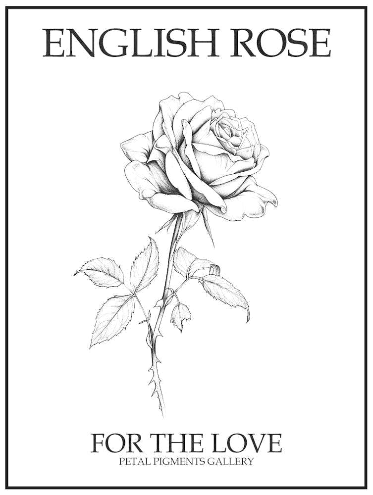English Rose Black And White Line Drawing 40 Poster