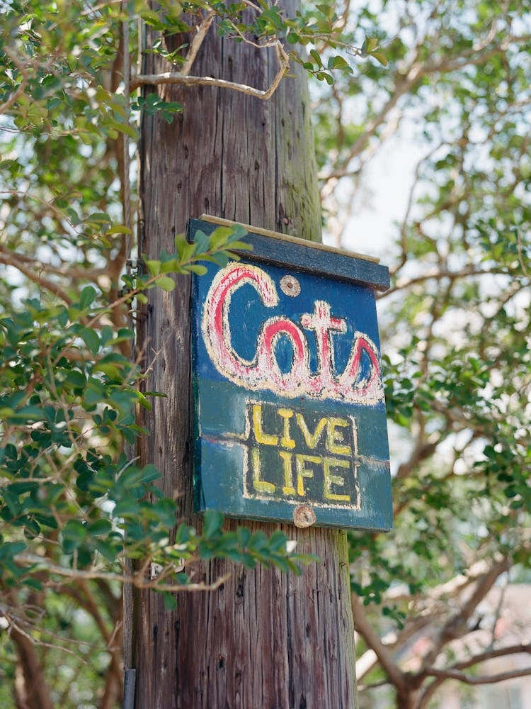 New Orleans Cats on Film