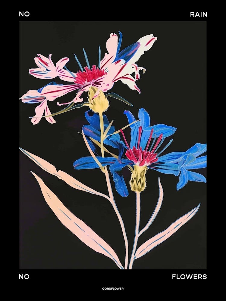 No Rain No Flowers Poster Cornflower 1