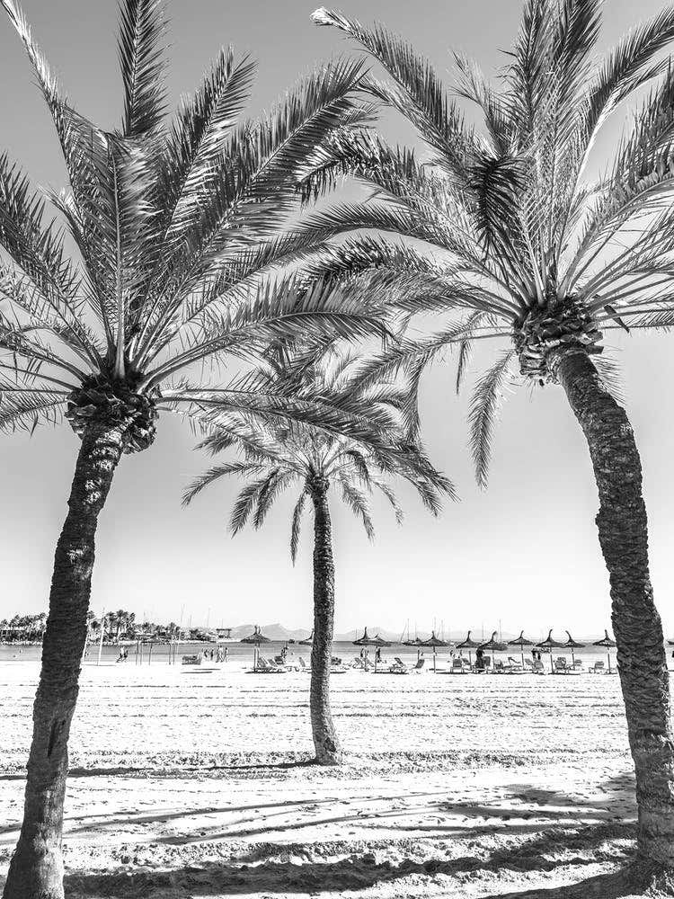 Palm Trees On The Beach Mallorca