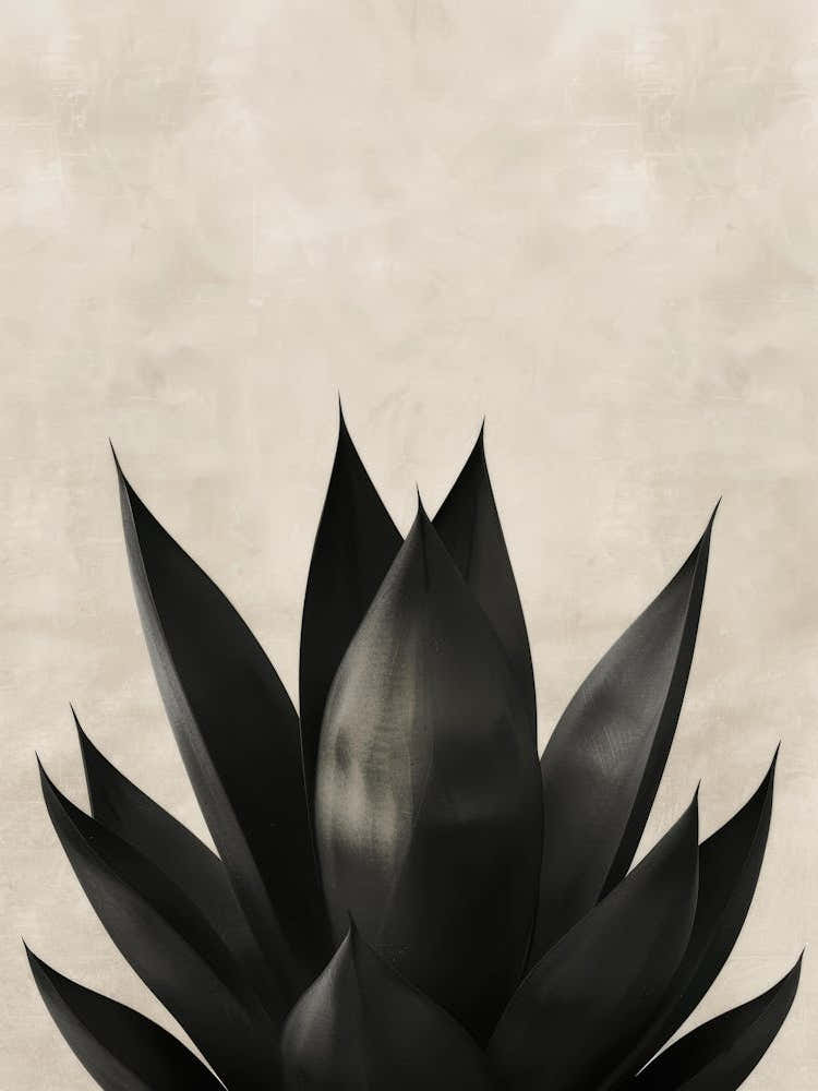 Black Agave