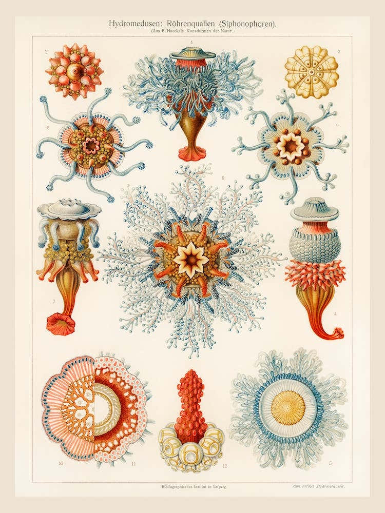 Vintage Jellyfish, Ernst Haeckel