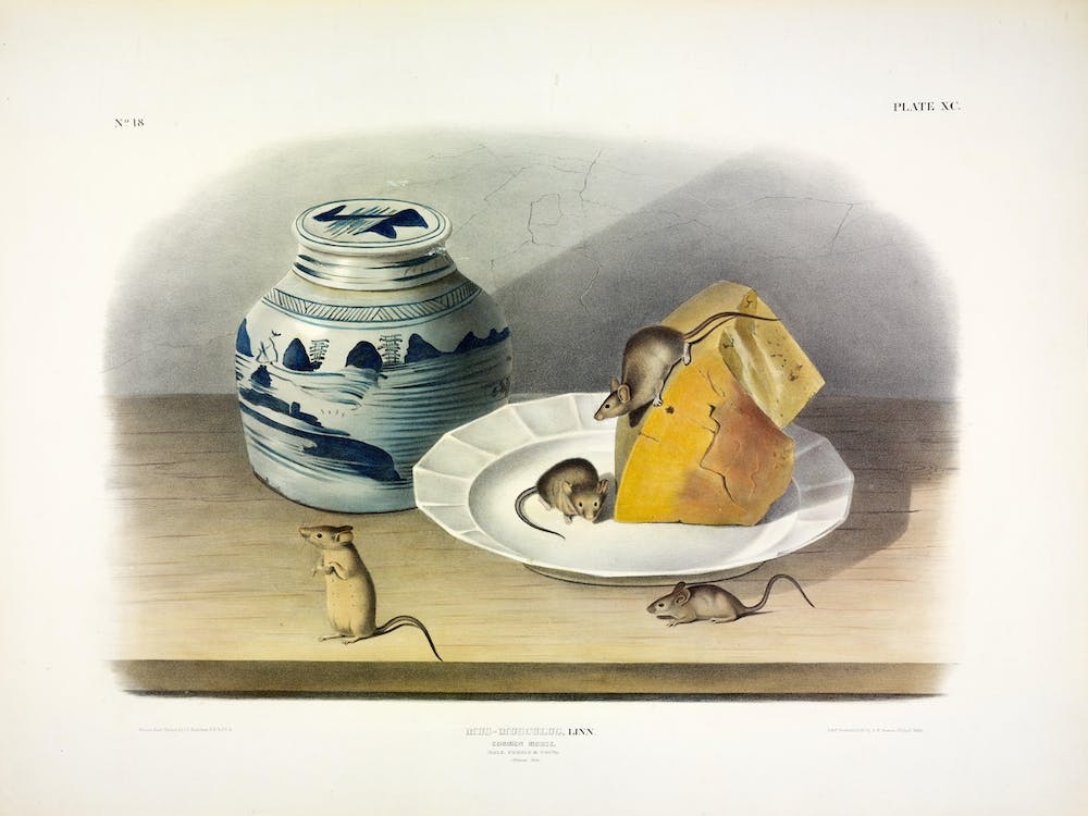 Common Mouse, John James Audubon