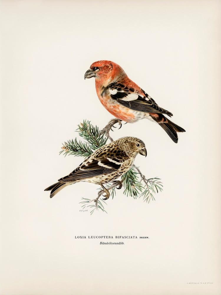 Two Barred Crossbill (Loxia Leucoptera Bifasciata), The Von Wright Brothers