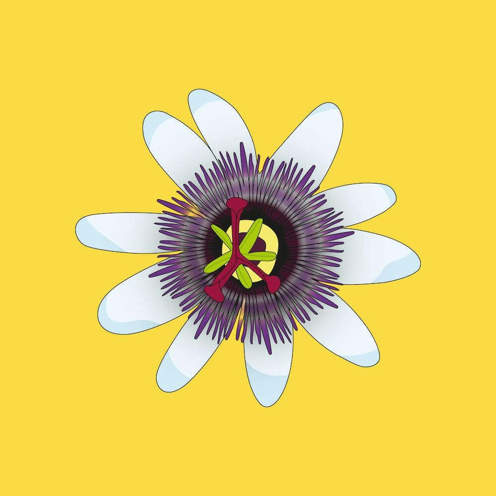 Yellow Passionfruit Flower Square
