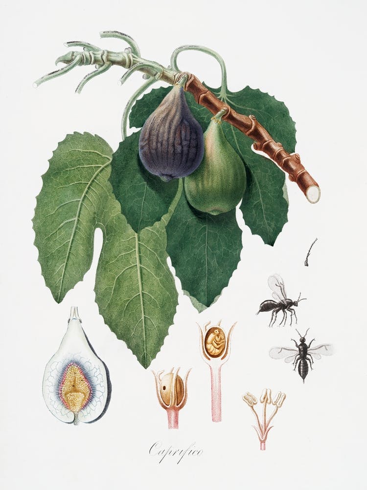 Fig (Fico) From Pomona Italiana (1817 - 1839), Giorgio Gallesio
