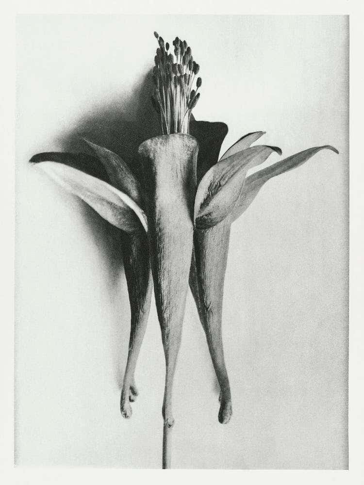 Golden Columbine (1928), Karl Blossfeldt