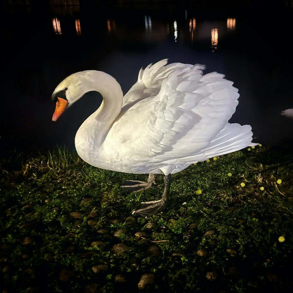Swan At Night