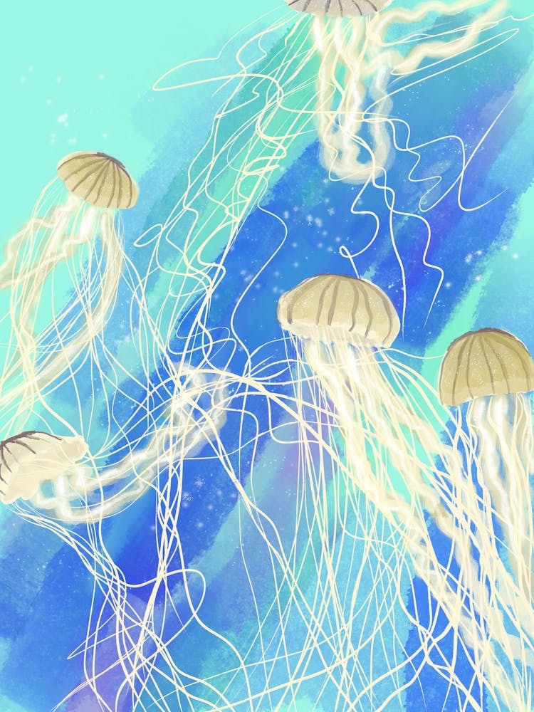 Jellyfish
