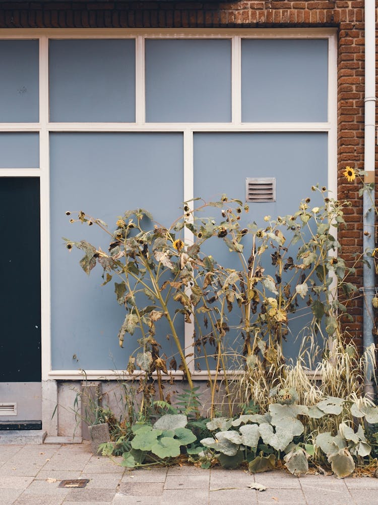 Blue Door and Sunflowers