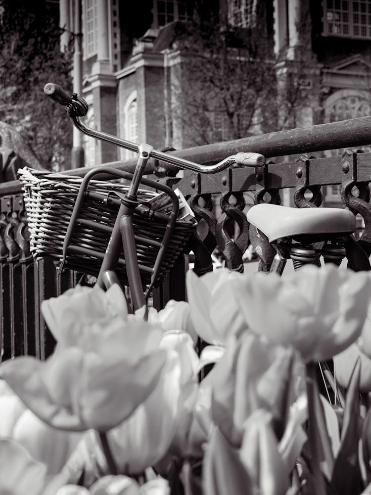 Amsterdam Tulips and Bike