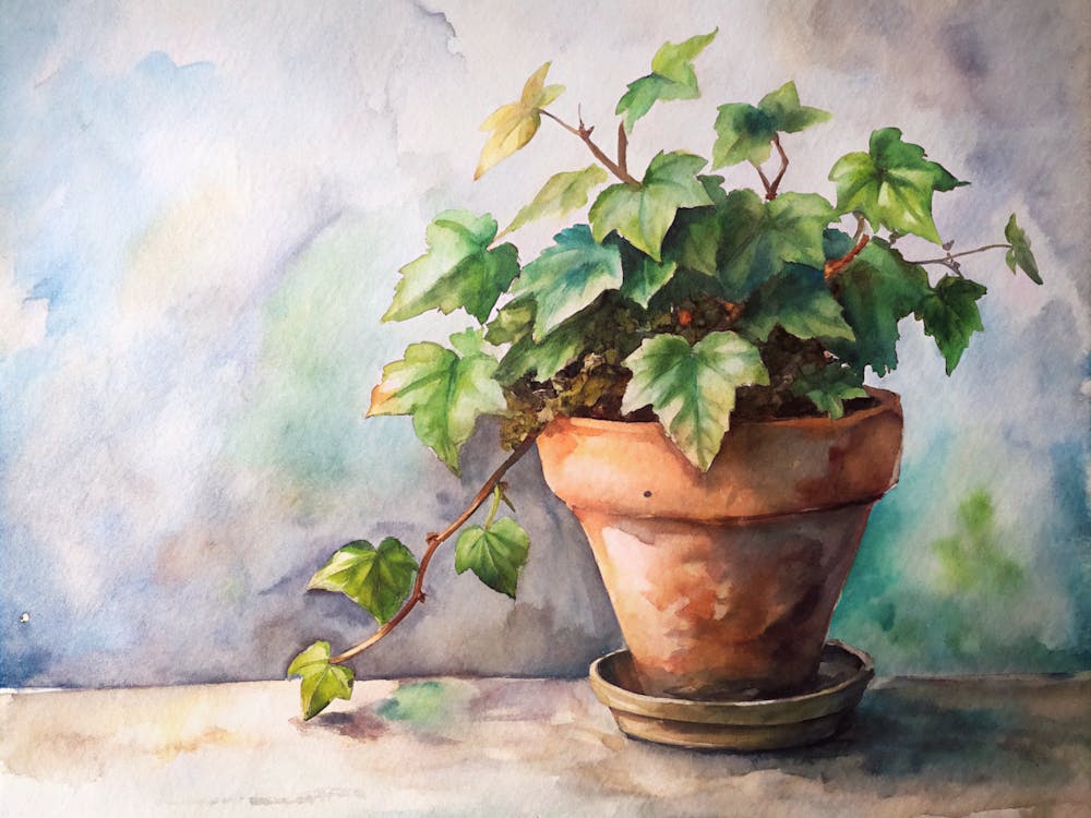 Ivy In A Pot 1