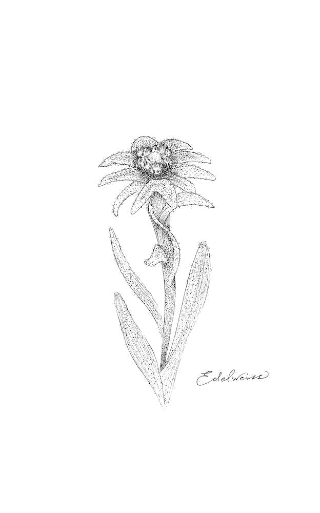 Edelweiss