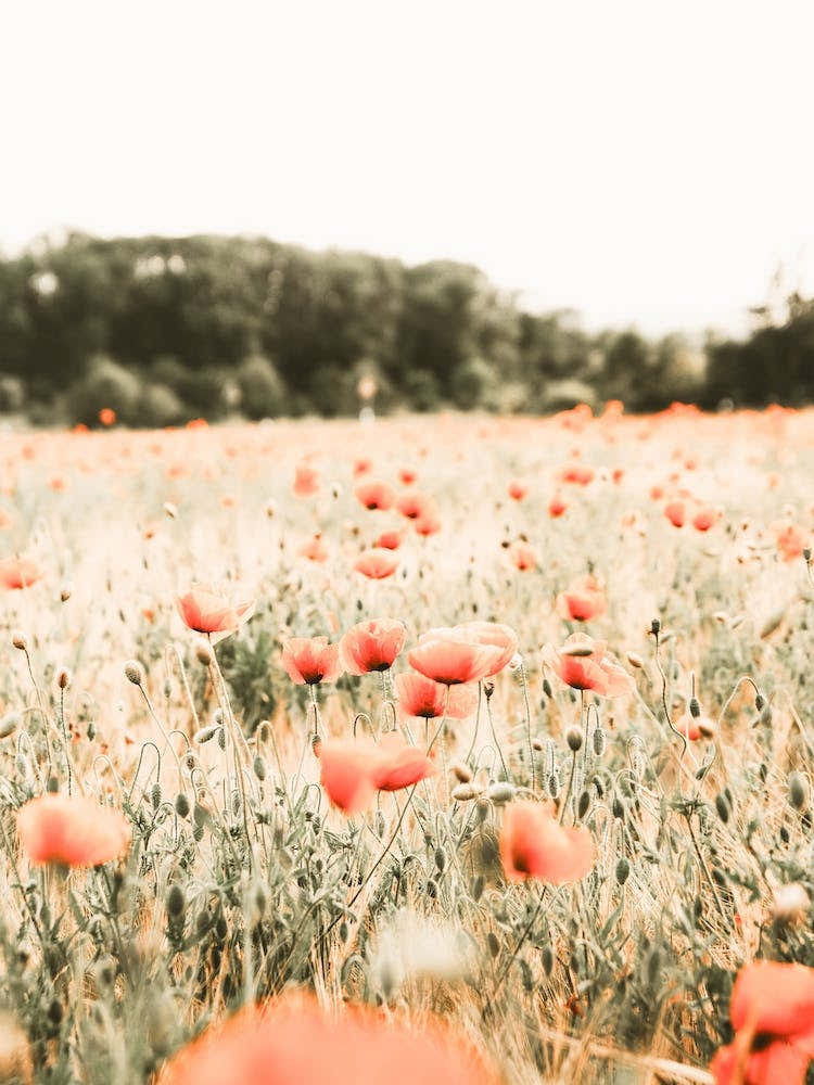 Poppy Meadow