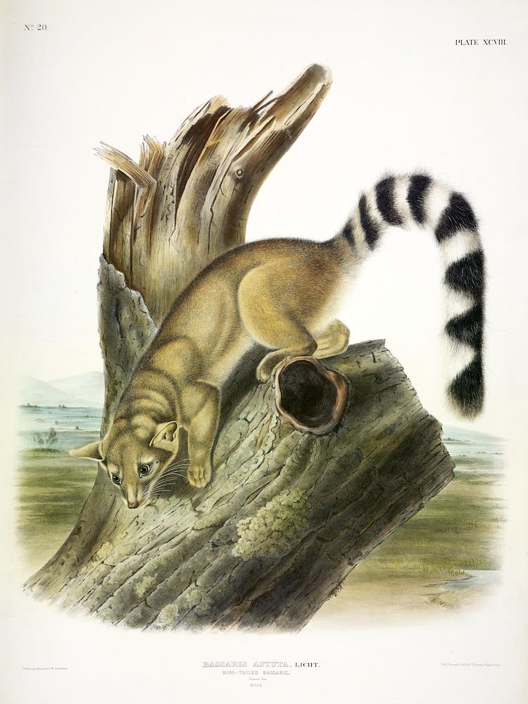 Ring Tailed Bassaris, John James Audubon